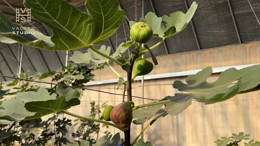 Image for Zavičaj smokve u Kini: „Šećerne lepinje“ na drveću podstiču revitalizaciju ruralnih područja