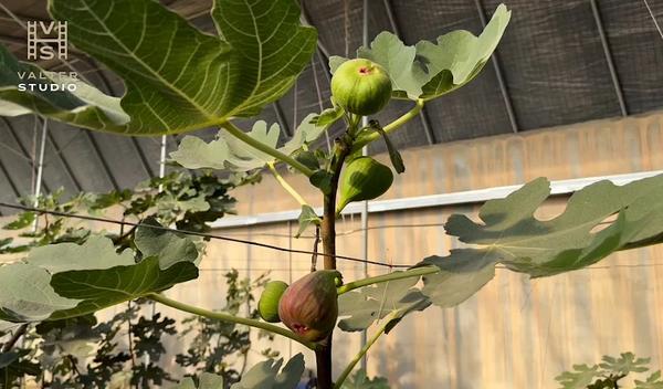 Image for Zavičaj smokve u Kini: „Šećerne lepinje“ na drveću podstiču revitalizaciju ruralnih područja