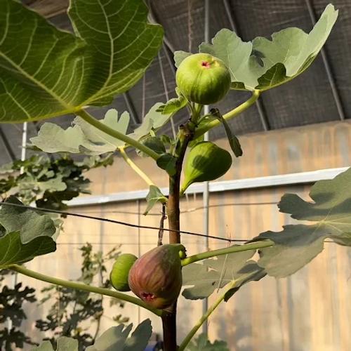 Image for Zavičaj smokve u Kini: „Šećerne lepinje“ na drveću podstiču revitalizaciju ruralnih područja