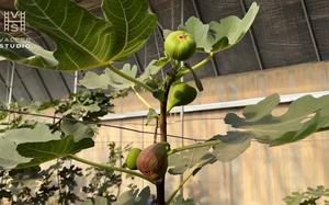 Image for Zavičaj smokve u Kini: „Šećerne lepinje“ na drveću podstiču revitalizaciju ruralnih područja