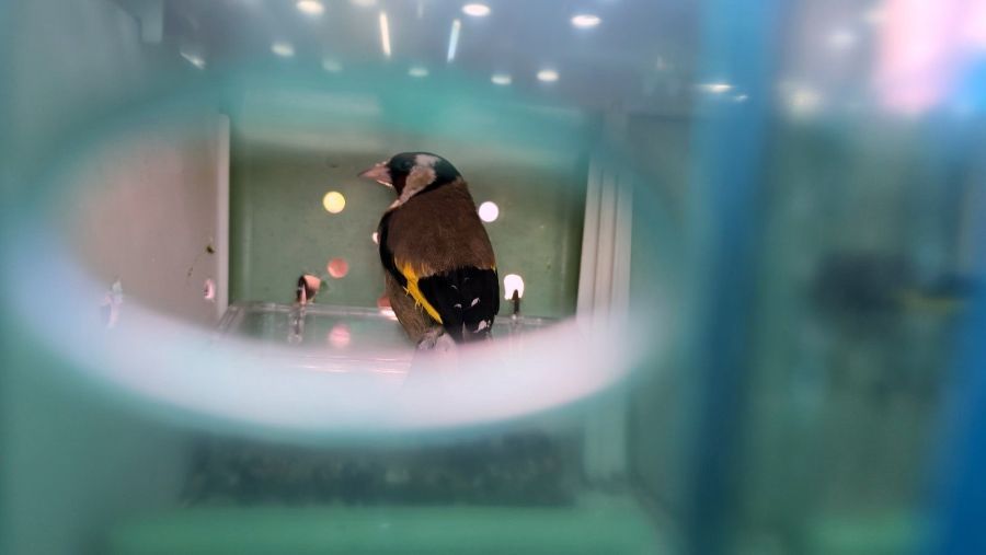 Image for Krijumčarenje češljugara