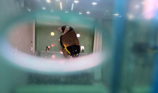 Image for Krijumčarenje češljugara