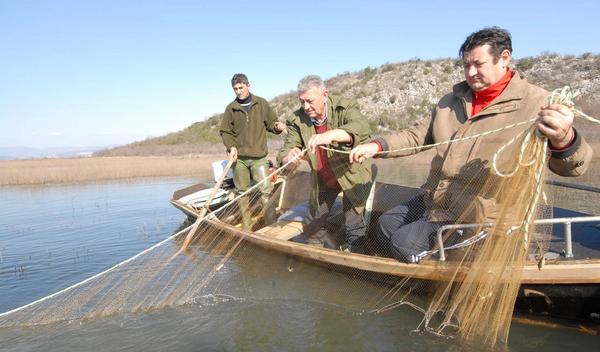Ulovio ju je riječki ribolovac Dražen Puškaš, a reč je o invazivnoj srebrnoprugoj naduvanoj ribi (Lagocephalus sceleratus), poznatiju pod nazivom fugu