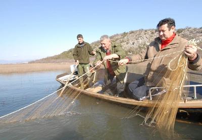 Ulovio ju je riječki ribolovac Dražen Puškaš, a reč je o invazivnoj srebrnoprugoj naduvanoj ribi (Lagocephalus sceleratus), poznatiju pod nazivom fugu