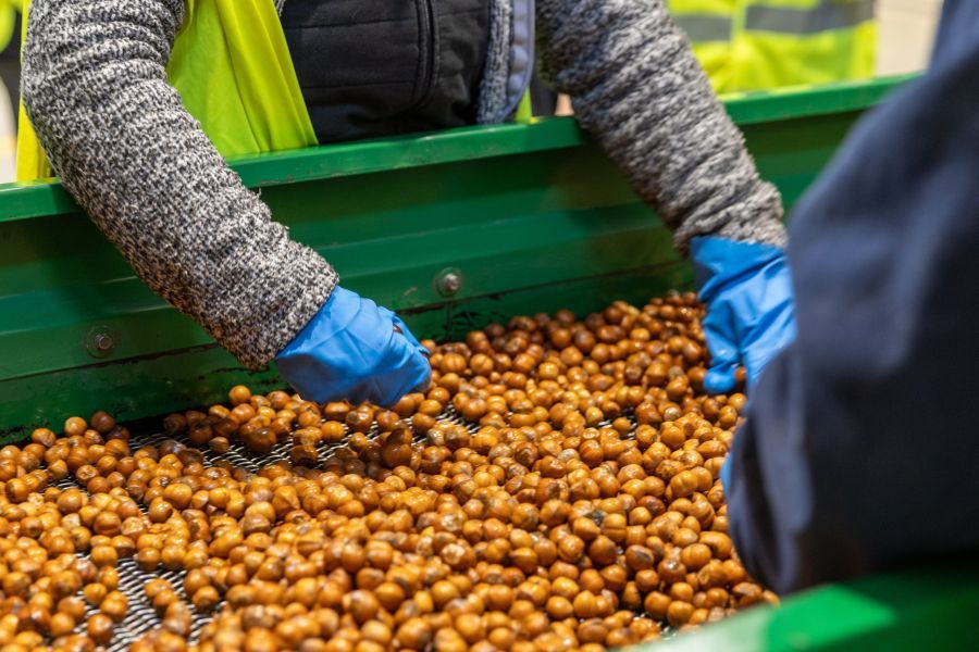 Image for Plan za proizvodnju lešnika 