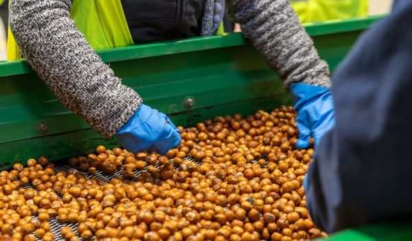 Image for Plan za proizvodnju lešnika