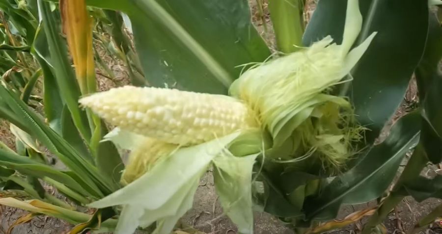 Image for Kiša za spas kukuruza