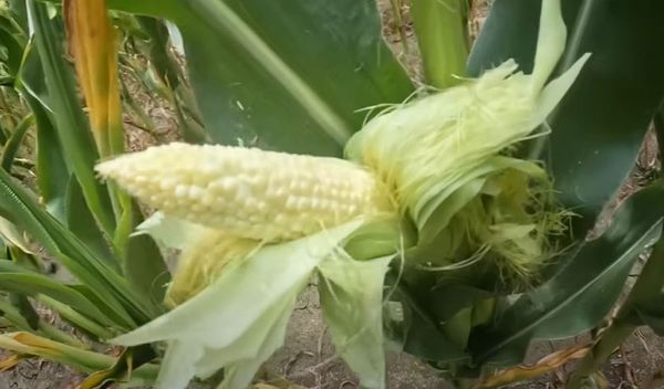 Image for Kiša za spas kukuruza