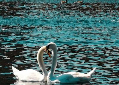 Image for Horoskop za 4. decembar: Neko je već duže vreme zainteresovan za vas