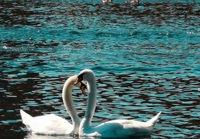 Image for Horoskop za 4. decembar: Neko je već duže vreme zainteresovan za vas