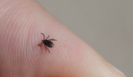 Identifikovano je više od 30 novih virusa koje prenose krpelji, komarci, mali sisari i slepi miševi u Rusiji, podaci su koje je objavio ruski Federalni istraživački centar za virusologiju i biotehnologiju Vektor