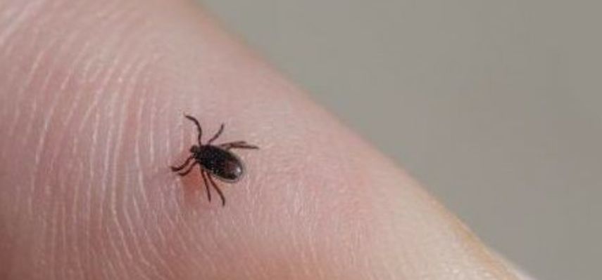 Identifikovano je više od 30 novih virusa koje prenose krpelji, komarci, mali sisari i slepi miševi u Rusiji, podaci su koje je objavio ruski Federalni istraživački centar za virusologiju i biotehnologiju Vektor