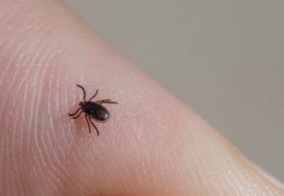 Identifikovano je više od 30 novih virusa koje prenose krpelji, komarci, mali sisari i slepi miševi u Rusiji, podaci su koje je objavio ruski Federalni istraživački centar za virusologiju i biotehnologiju Vektor