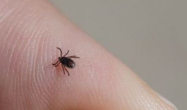 Identifikovano je više od 30 novih virusa koje prenose krpelji, komarci, mali sisari i slepi miševi u Rusiji, podaci su koje je objavio ruski Federalni istraživački centar za virusologiju i biotehnologiju Vektor