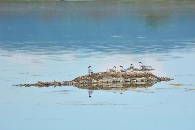 Image for Na Vlasinskom jezeru postavljen splav za gnežđenje čigri