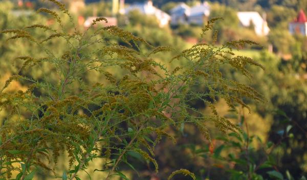 Image for Ambrozija u punom cvatu, kada očekivati najjače simptome