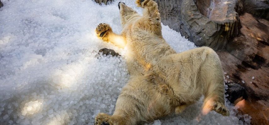 Zoološki vrt je pre dve godine počeo da koristi led za rashlađivanje pojedinih životinja kao odgovor na klimatske promene i sve učestalije ekstremne vrućine