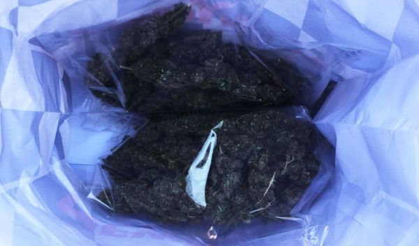 Image for Zaplenjeno 2,5 kg marihuane