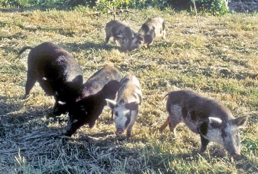 Image for Svinjska kuga u četiri okruga