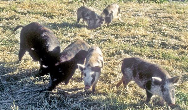 Image for Svinjska kuga u četiri okruga