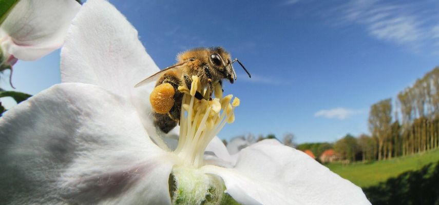 Pčelarka Karolin Buge ocenila je da su populacije pčela već ozbiljno ugrožene klimatskim promenama, novim parazitima i gubitkom staništa
