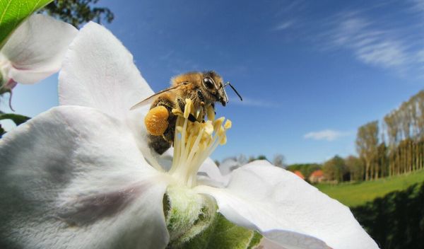 Pčelarka Karolin Buge ocenila je da su populacije pčela već ozbiljno ugrožene klimatskim promenama, novim parazitima i gubitkom staništa