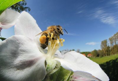 Pčelarka Karolin Buge ocenila je da su populacije pčela već ozbiljno ugrožene klimatskim promenama, novim parazitima i gubitkom staništa