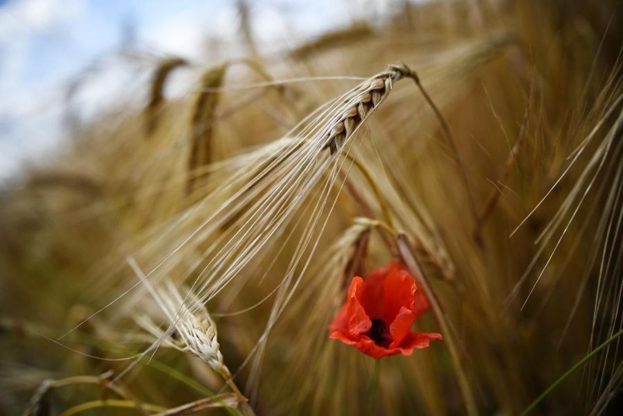 Image for 23.000 dinara za tonu pšenice