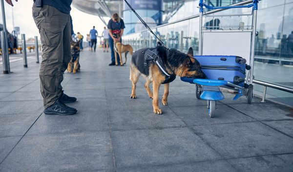 Image for "Rajhsburgeri" planirali državni udar u Nemačkoj
