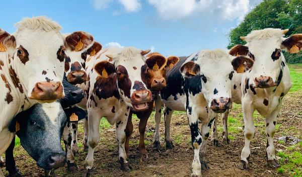 Image for Antraks u Hrvatskoj