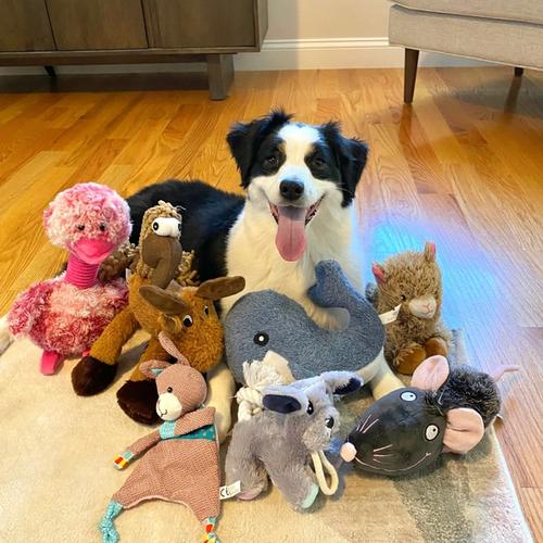 Image for Kako psi uče reči