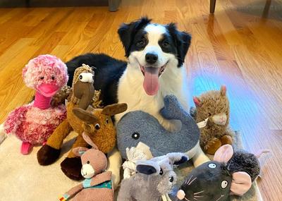 Image for Kako psi uče reči