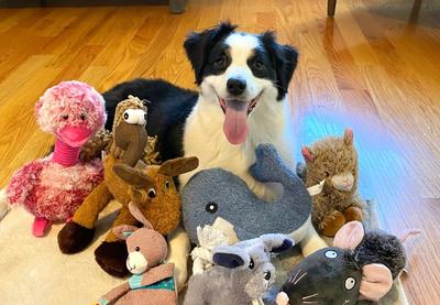 Image for Kako psi uče reči