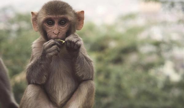 Image for Kineski naučnici predstavili "Darvinovog majmuna"