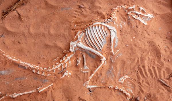 Image for Paleontolozi na tragu načina da razlikuju mužjake i ženke dinosaurusa