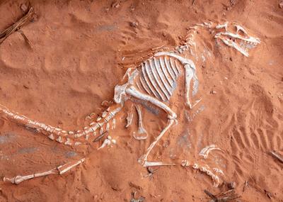 Image for Paleontolozi na tragu načina da razlikuju mužjake i ženke dinosaurusa