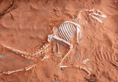 Image for Paleontolozi na tragu načina da razlikuju mužjake i ženke dinosaurusa