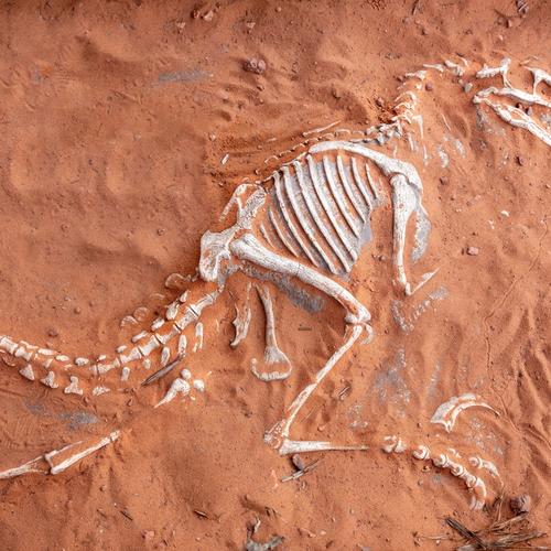 Image for Paleontolozi na tragu načina da razlikuju mužjake i ženke dinosaurusa