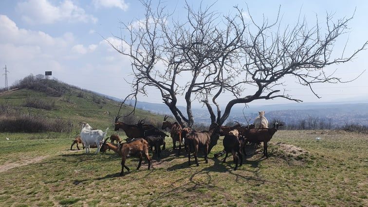 Image for Bez uvoza životinja
