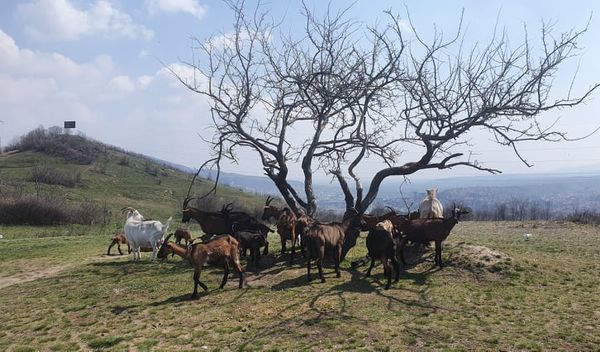 Image for Bez uvoza životinja