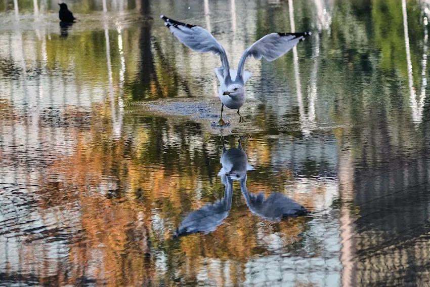 Image for Društvo za zaštitu ptica: Izleti u Srbiji za posmatranje jesenje migracije ptica 4. i 5. oktobra