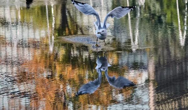 Image for Društvo za zaštitu ptica: Izleti u Srbiji za posmatranje jesenje migracije ptica 4. i 5. oktobra