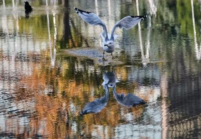 Image for Društvo za zaštitu ptica: Izleti u Srbiji za posmatranje jesenje migracije ptica 4. i 5. oktobra
