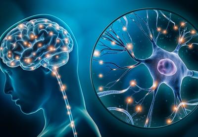 Image for Molekularni tajmeri u mozgu: kako mozak odlučuje šta će pamtiti