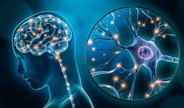 Image for Molekularni tajmeri u mozgu: kako mozak odlučuje šta će pamtiti