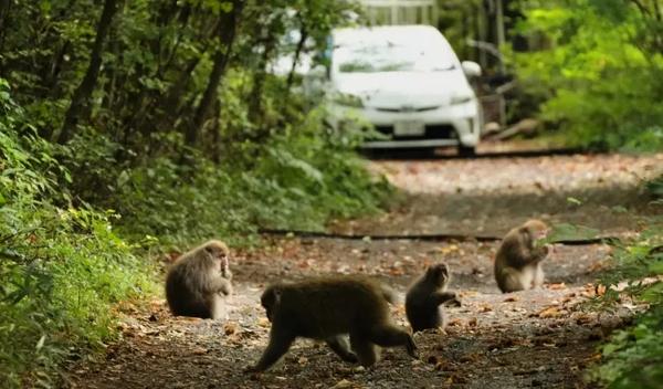 Image for U Tajlandu 81 majmun makaki otkriven u torbama, dve osobe uhapšene