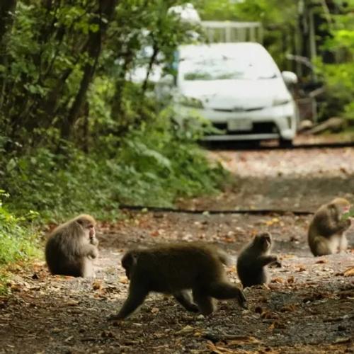 Image for U Tajlandu 81 majmun makaki otkriven u torbama, dve osobe uhapšene