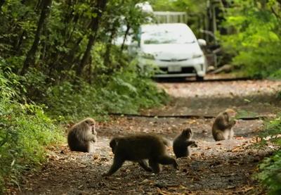 Image for U Tajlandu 81 majmun makaki otkriven u torbama, dve osobe uhapšene