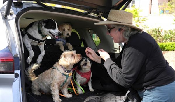 Evropska komisija potvrdila je da Srbija ispunjava uslove za uključivanje na listu trećih zemalja u skladu sa Uredbom koja se odnosi na jasnija pravila za putovanje sa kućnim ljubimcima u zemlje Evropske unije
