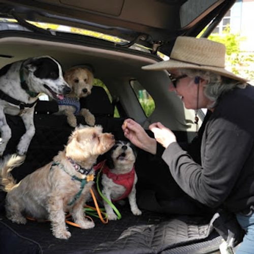 Evropska komisija potvrdila je da Srbija ispunjava uslove za uključivanje na listu trećih zemalja u skladu sa Uredbom koja se odnosi na jasnija pravila za putovanje sa kućnim ljubimcima u zemlje Evropske unije